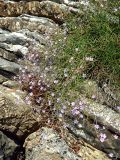 Limonium anfractum