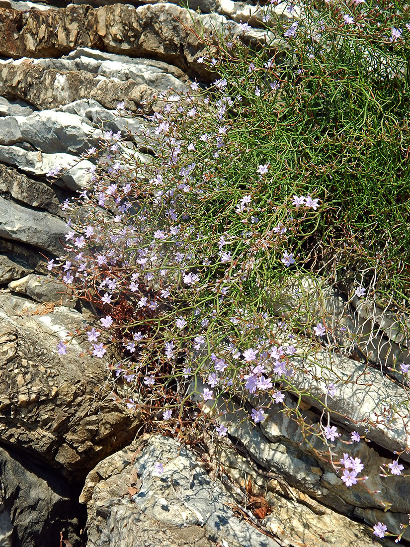 Изображение особи Limonium anfractum.