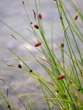 Carex saxatilis. Верхушка побегов с соцветиями и соплодиями. Мурманская обл., Хибины, долина р. Кунийок, в озере у берега. 07.08.2018.