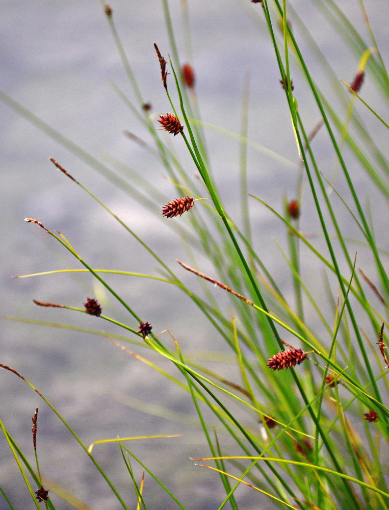 Изображение особи Carex saxatilis.