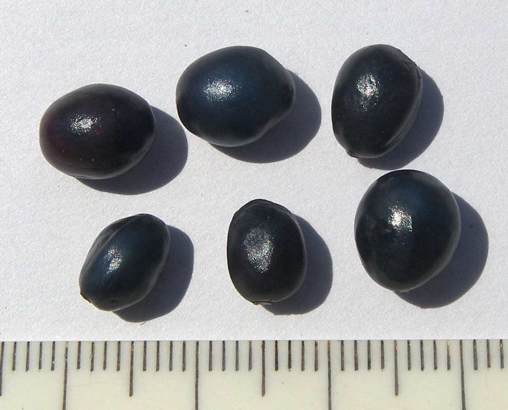 Image of Paeonia anomala ssp. veitchii specimen.