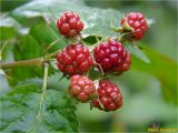 Rubus nessensis. Незрелые плоды. Украина, Ивано-Франковская обл., Болеховский горсовет, Поляницкий сельсовет, Поляницкий региональный ландшафтный парк, опушка букового леса. 13.07.2018.