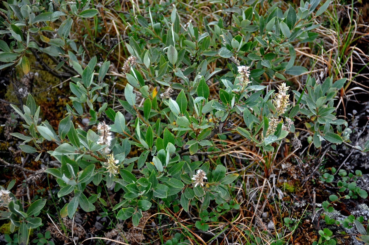 Изображение особи Salix glauca.