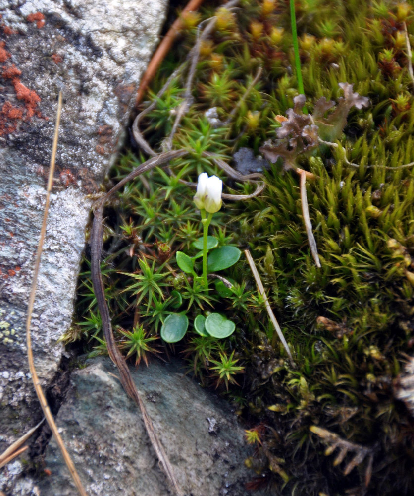 Image of Cardamine bellidifolia specimen.