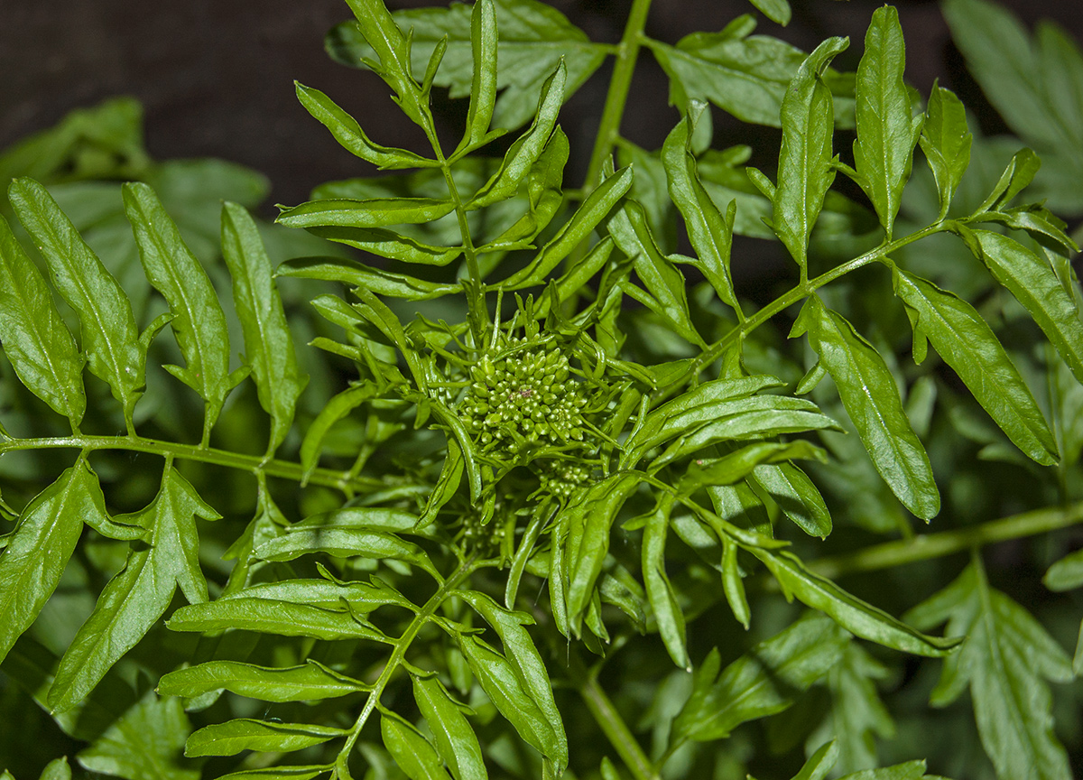 Image of Cardamine impatiens specimen.