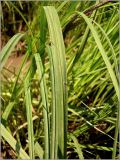 Carex aquatilis. Верхушка растения с листьями и развивающимся соцветием. Удмуртия, Завьяловский р-н, окр. д. Поварёнки, правый берег р. Кама. 12 июня 2010 г.