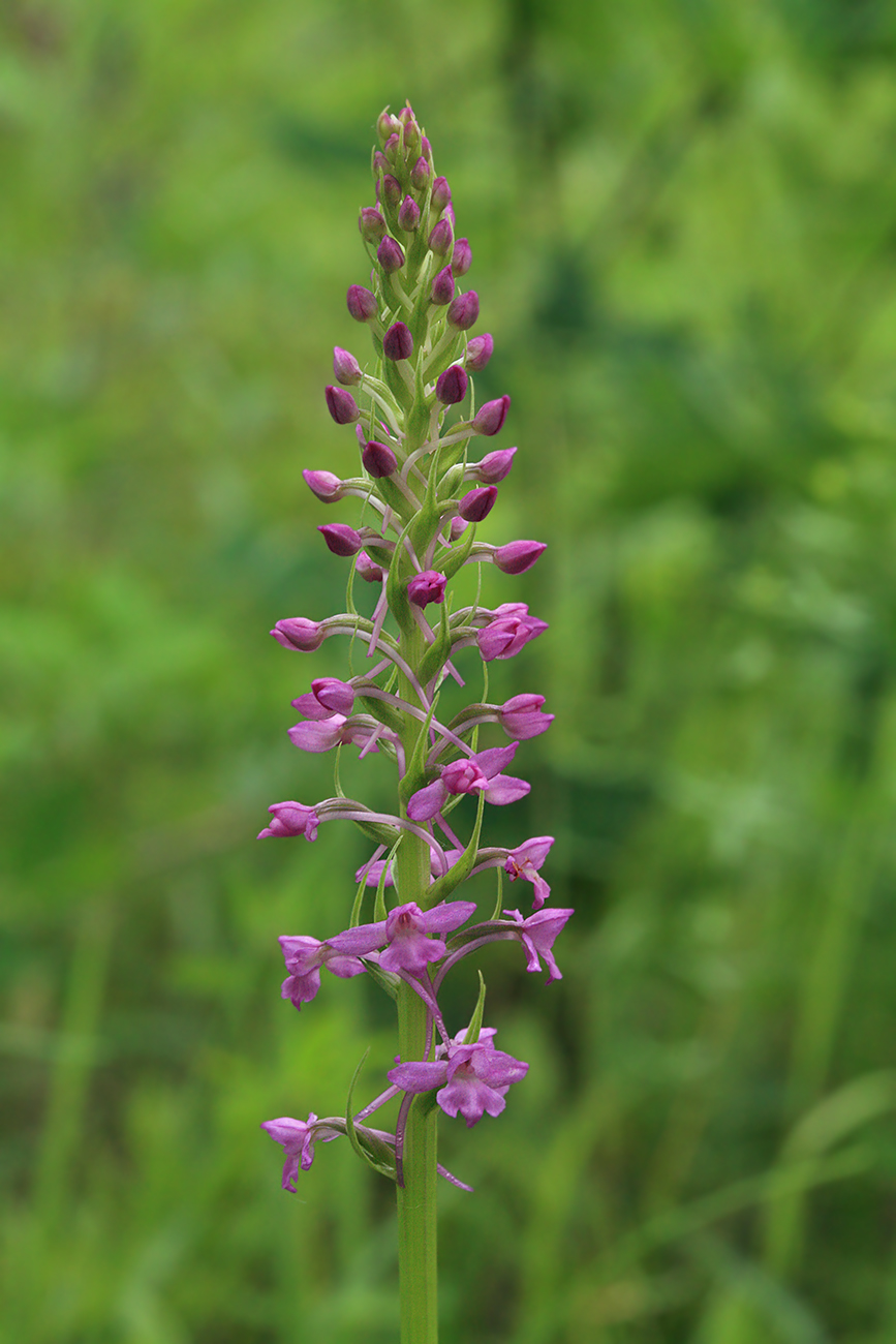 Изображение особи Gymnadenia conopsea.