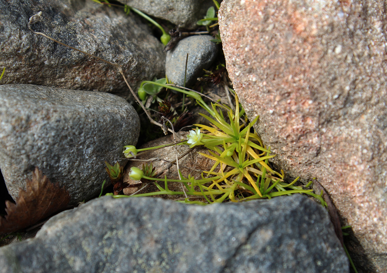 Image of Sagina saginoides specimen.