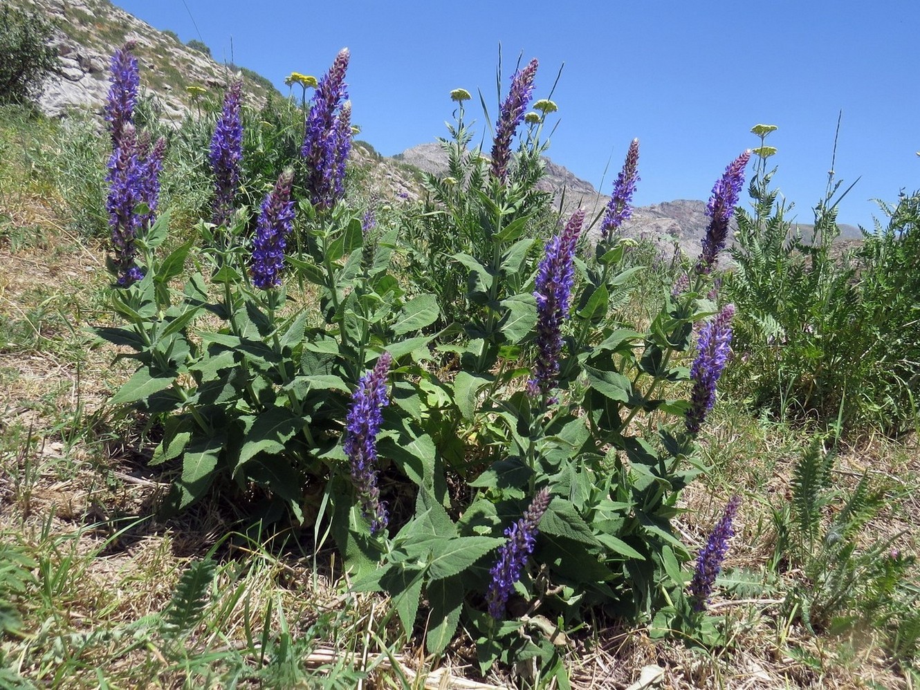 Изображение особи Salvia deserta.