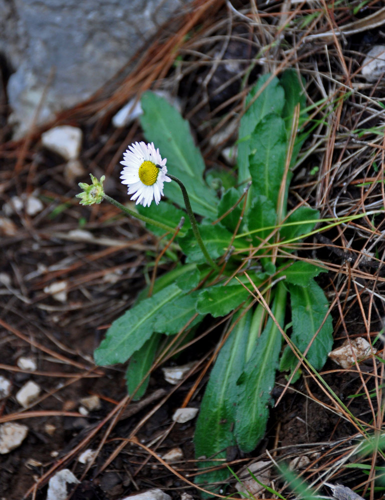 Image of Bellis sylvestris specimen.