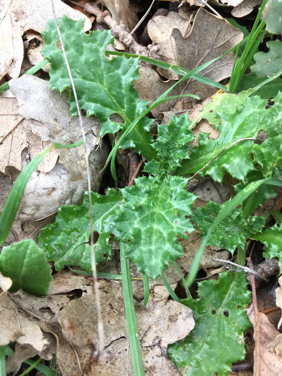 Изображение особи род Cirsium.