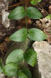 Vinca pubescens