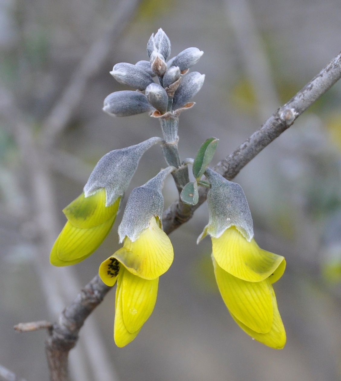 Изображение особи Anagyris foetida.