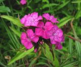 Dianthus barbatus. Соцветие. Архангельская обл., Приморский р-н, окр. дер. Солза, у дороги. 08.07.2014.