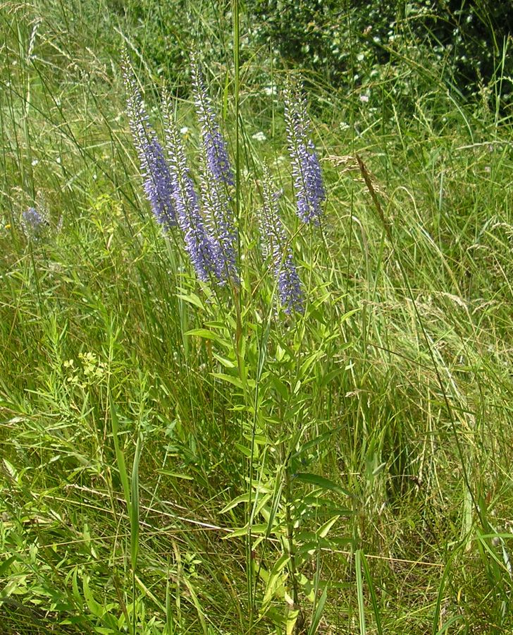 Image of Veronica spuria specimen.