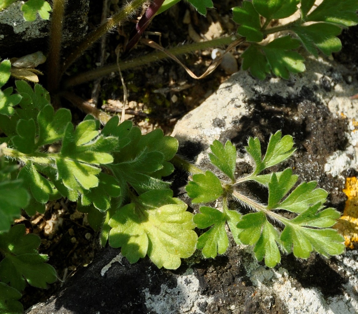 Изображение особи Ranunculus millefolius.