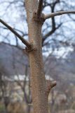 genus Morus