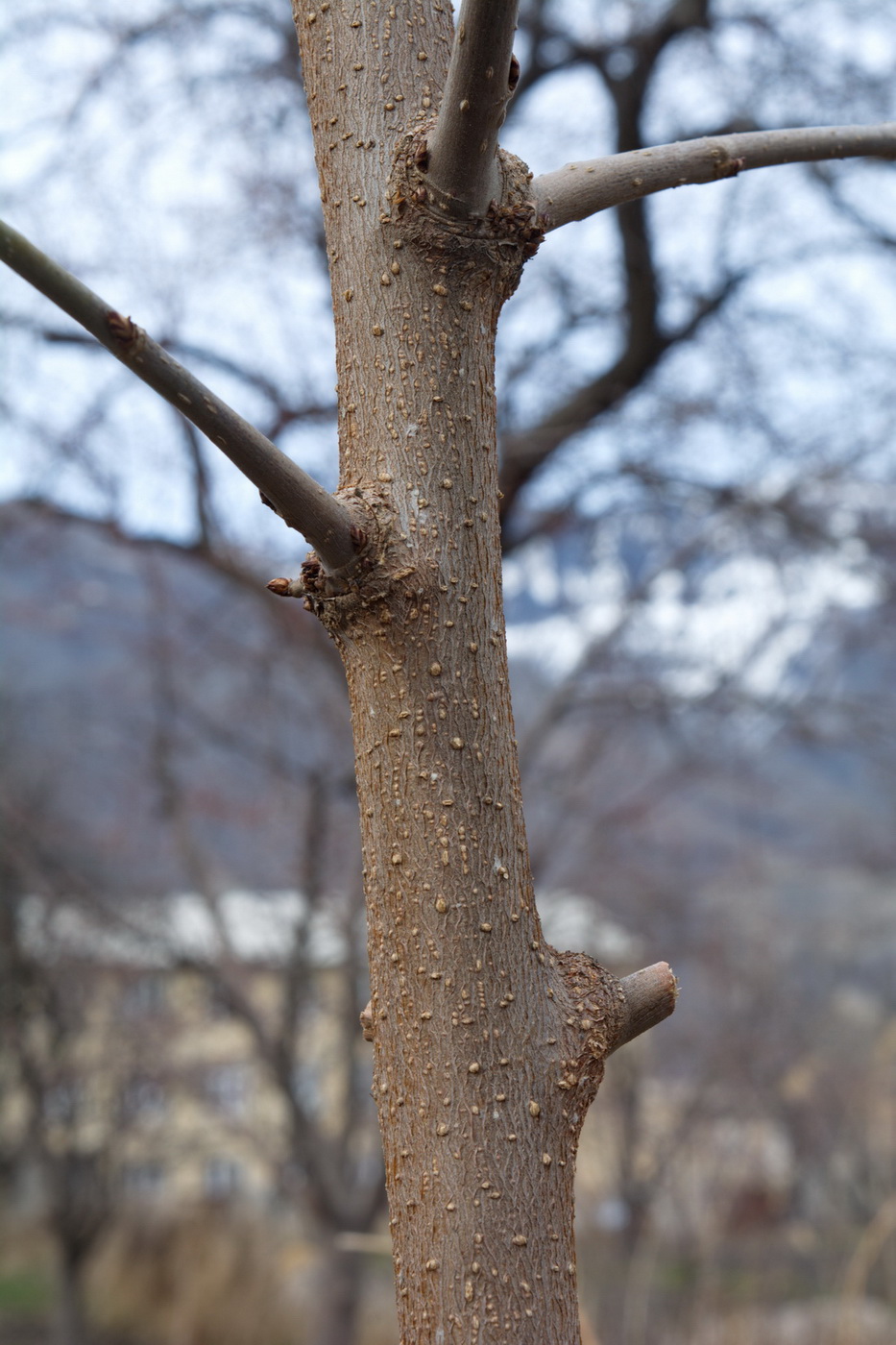 Image of genus Morus specimen.