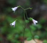 Linnaea borealis