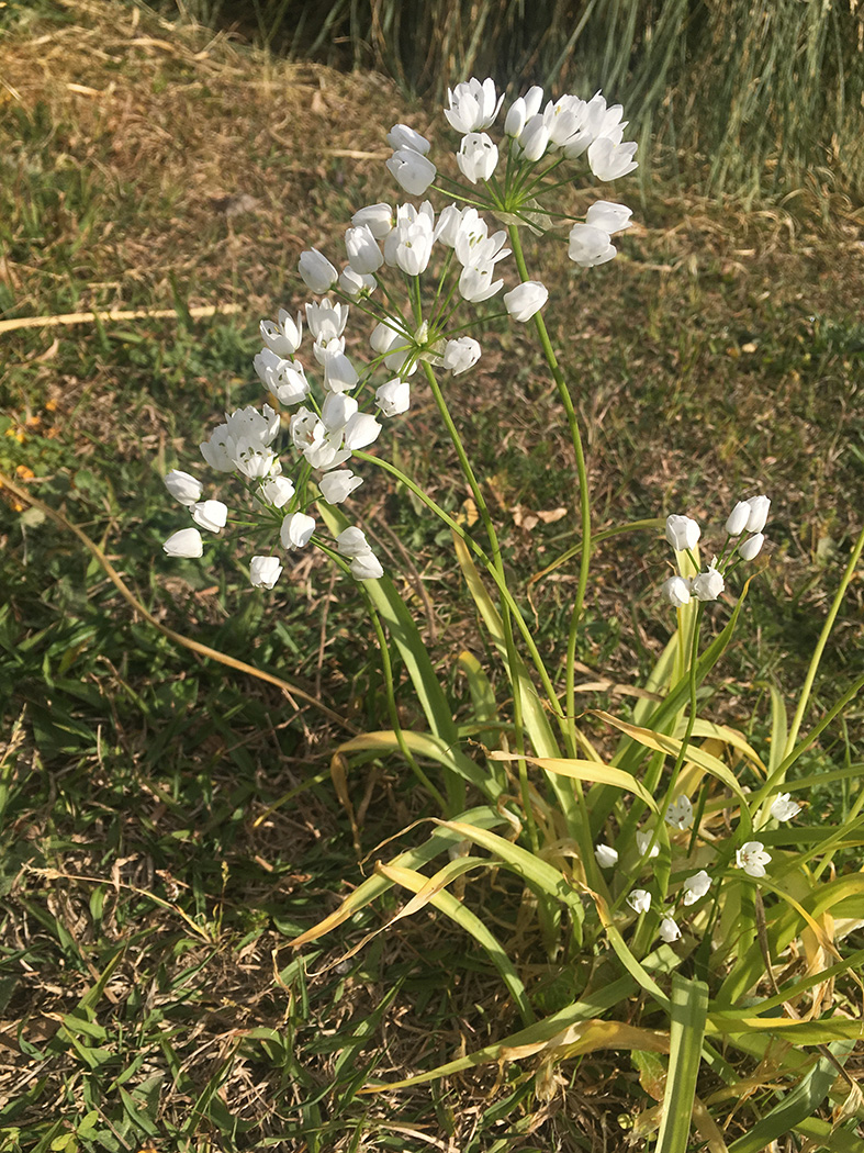 Image of Allium neapolitanum specimen.