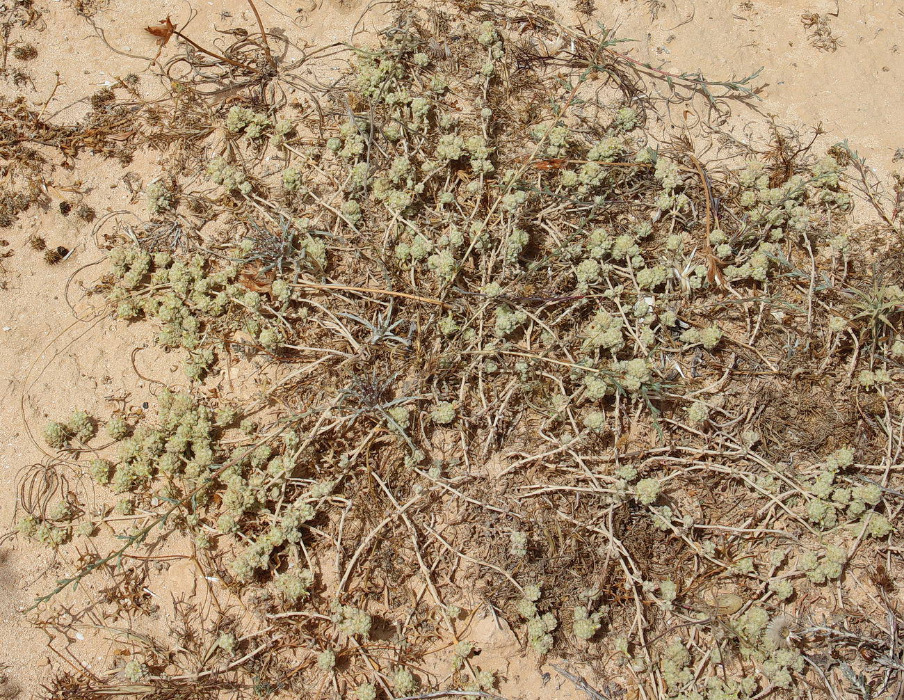 Изображение особи Teucrium capitatum.