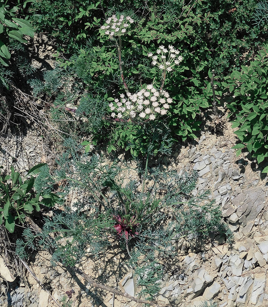Image of Seseli ponticum specimen.