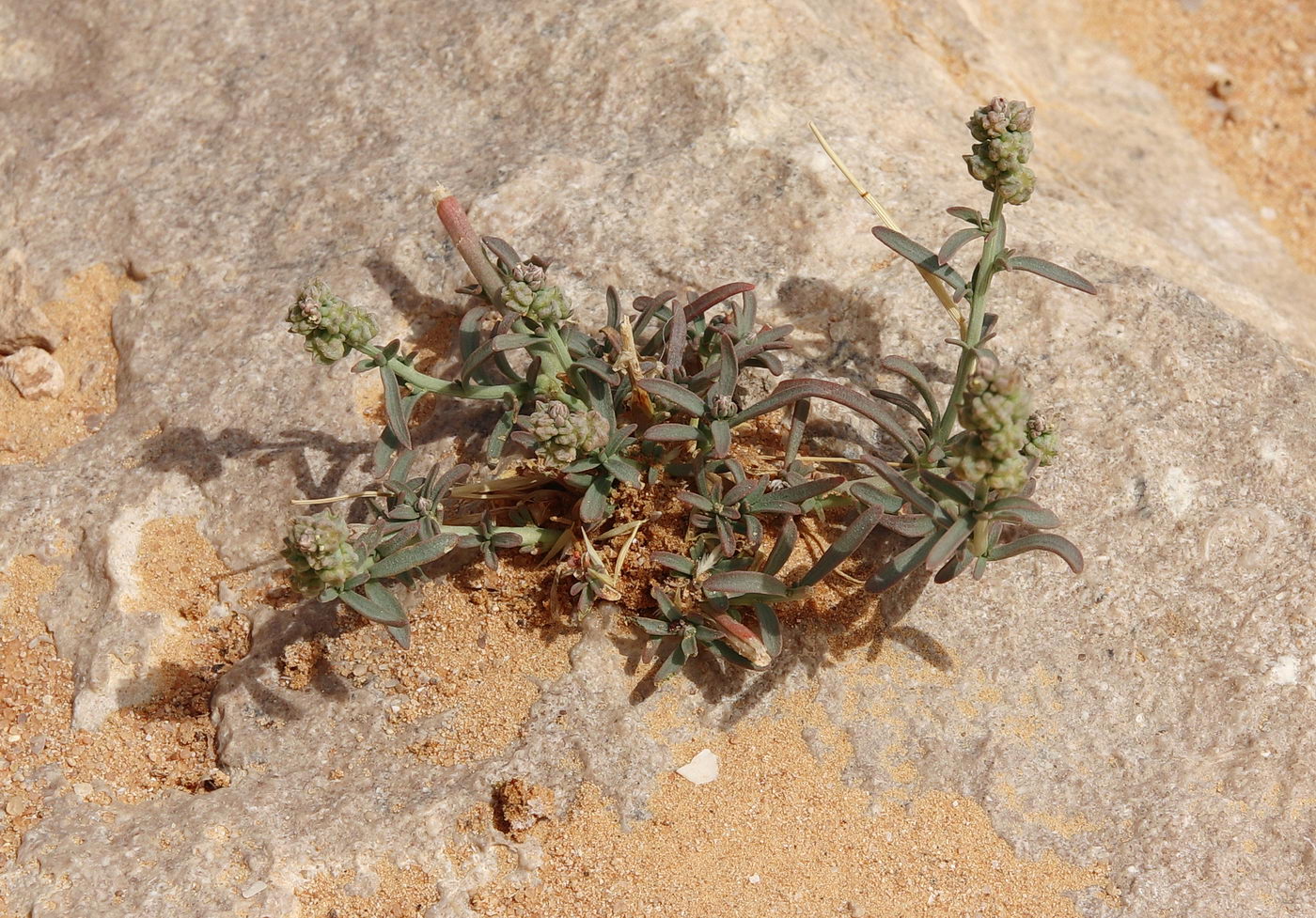 Image of Oligomeris linifolia specimen.