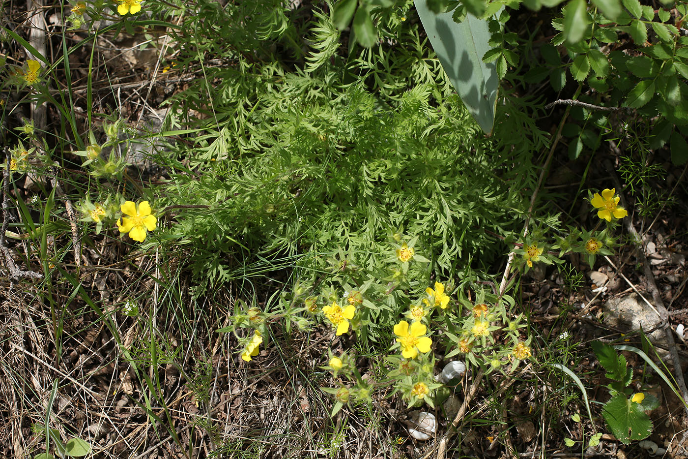 Изображение особи Potentilla multifida.