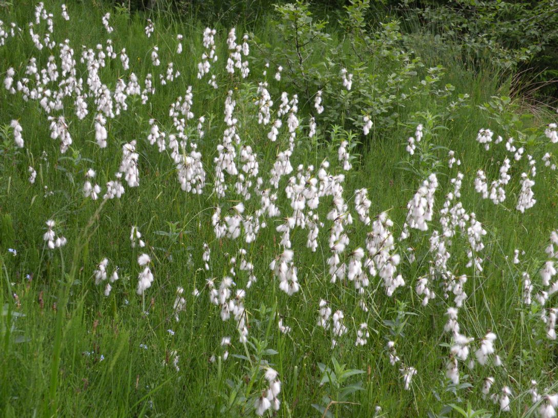 Изображение особи Eriophorum angustifolium.