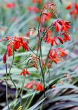 Crocosmia &times; crocosmiiflora