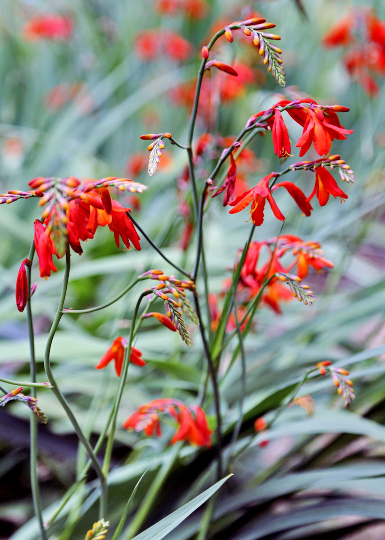 Image of Crocosmia &times; crocosmiiflora specimen.