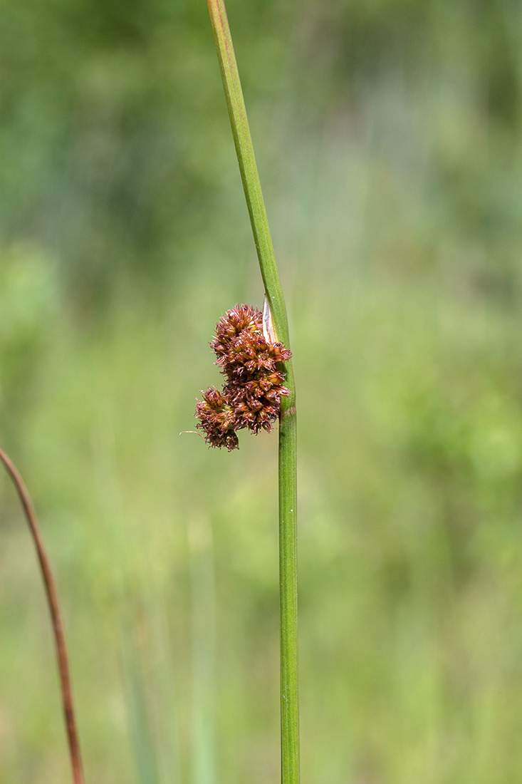 Image of Juncus conglomeratus specimen.