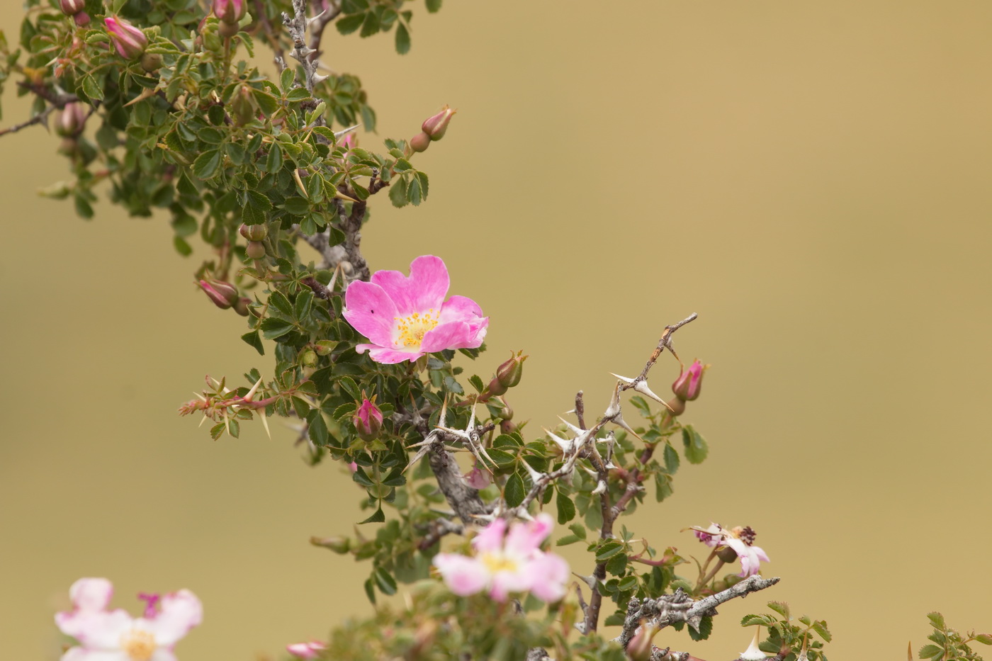 Image of Rosa maracandica specimen.