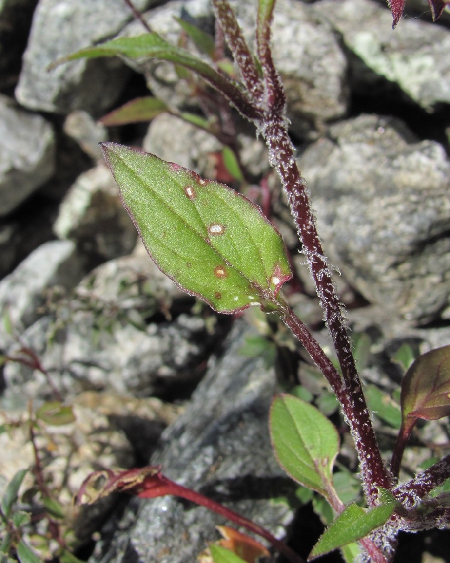 Image of Oberna lacera specimen.