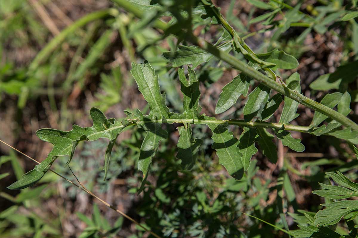 Image of Stemmacantha uniflora specimen.