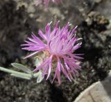 Centaurea caspia. Соцветие. Дагестан, окр. с Талги, скала. 05.06.2019.