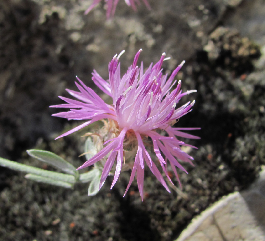 Image of Centaurea caspia specimen.