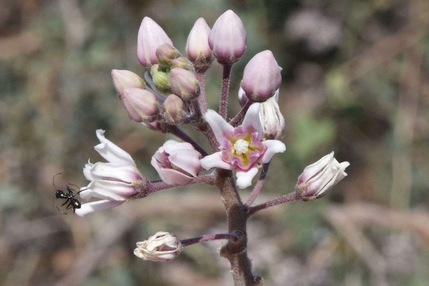 Изображение особи Cynanchum sibiricum.