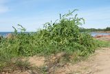 Atriplex calotheca