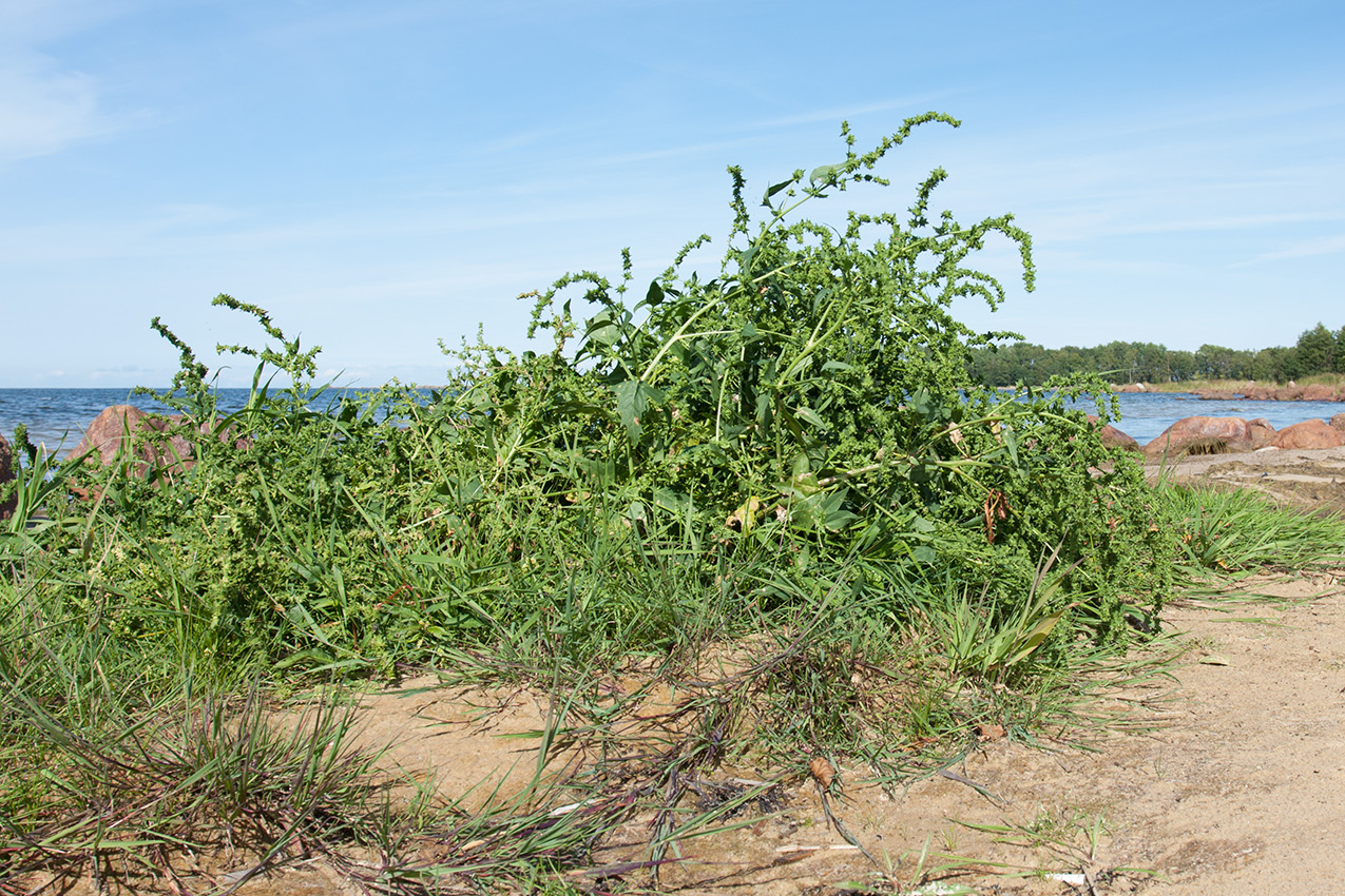 Image of Atriplex calotheca specimen.