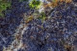 genus Leptogium. Слоевище. Пермский край, Лысьвинский р-н, подножие камня Ростун, обнажение известняка. 02.05.2019.