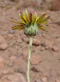 Trichocline caulescens