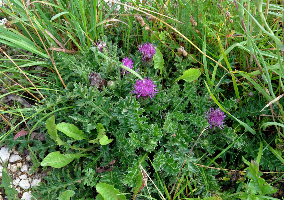 Image of Cirsium acaule specimen.