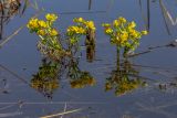 Caltha palustris