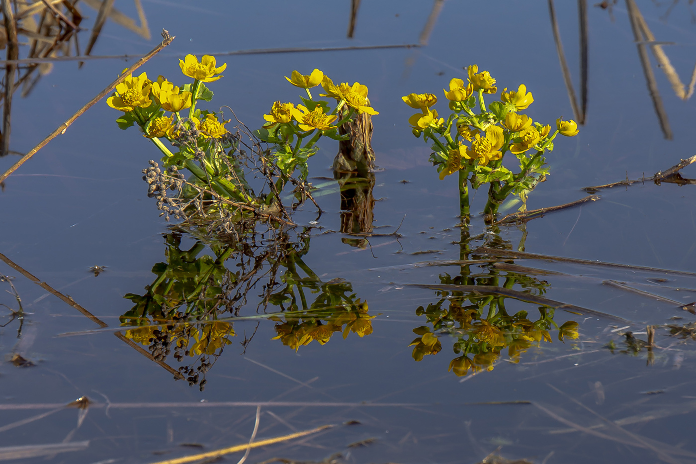 Image of Caltha palustris specimen.