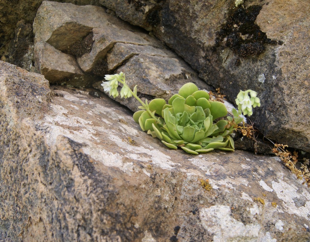 Изображение особи Rosularia sempervivum.