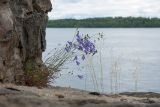 Campanula rotundifolia. Цветущее растение. Финляндия, г. Савонлинна, крепость Олавинлинна, южная стена, в нише бойницы. 13.07.2019.