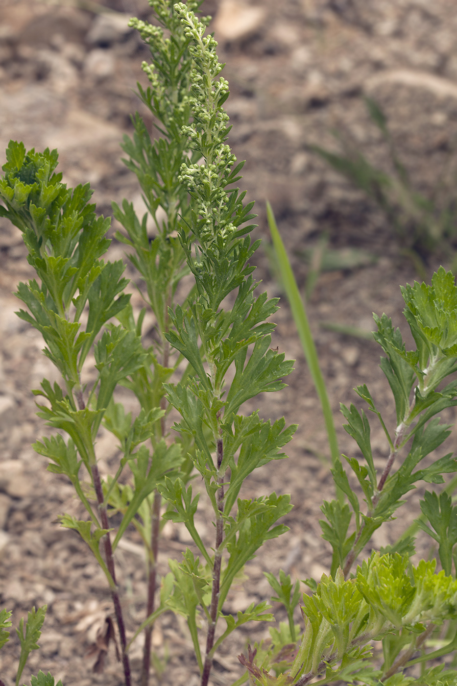 Image of Artemisia japonica specimen.