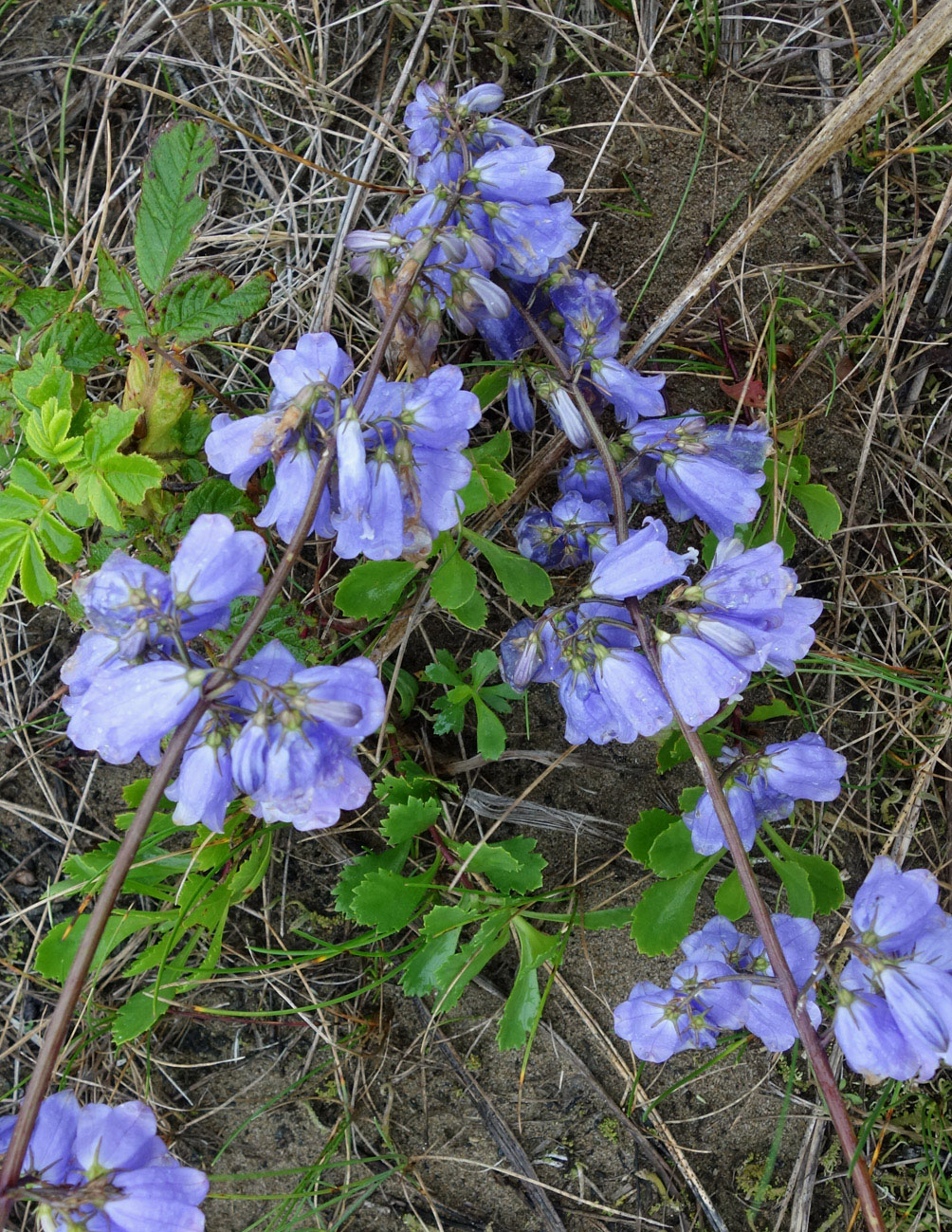 Изображение особи Adenophora triphylla.