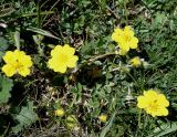 Potentilla nivea